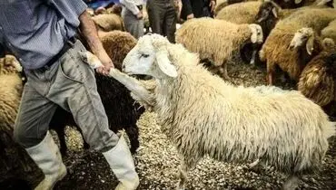 افزایش دوباره نرخ دام؛ دامداران از رشد هزینه‌ها می‌گویند