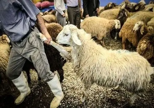  قیمت جدید دام زنده اعلام شد 