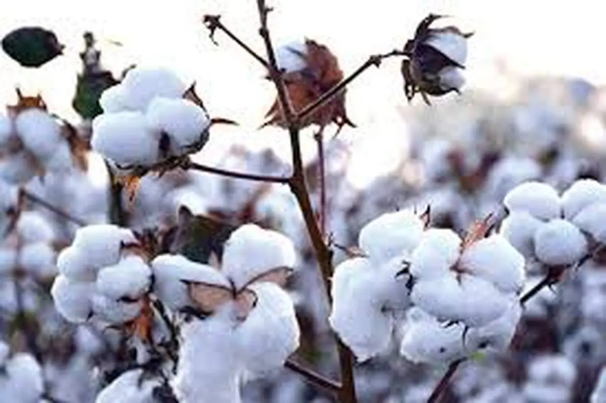 افزایش قیمت تخم پنبه به بیش از ۶۰ هزارتومان
