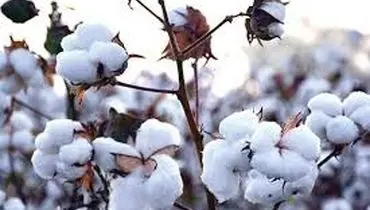 افزایش قیمت تخم پنبه به بیش از ۶۰ هزارتومان
