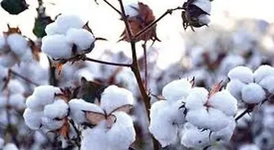 افزایش قیمت تخم پنبه به بیش از ۶۰ هزارتومان
