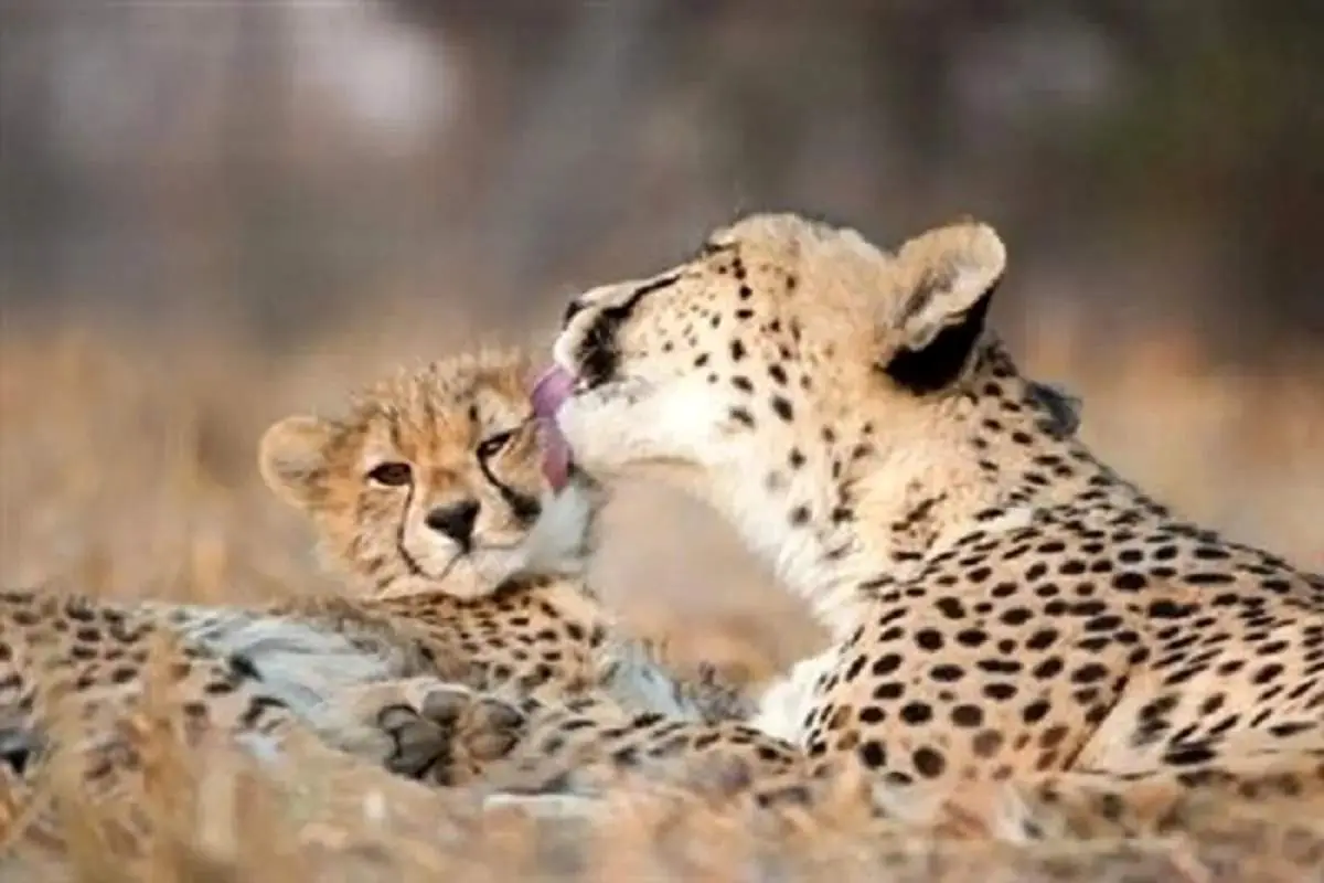 تصاویر جدیدی از «تلما» همراه توله‌اش ثبت شد