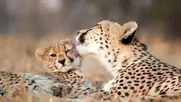 تصاویر جدیدی از «تلما» همراه توله‌اش ثبت شد