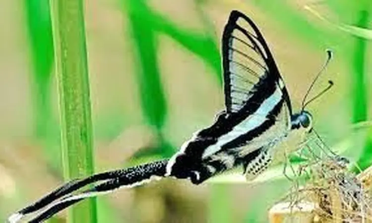 لحظاتی خیره کننده از پرواز پروانه دم اژدهایی+ فیلم / با کمیاب ترین پروانه جهان آشنا شوید