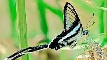 لحظاتی خیره کننده از پرواز پروانه دم اژدهایی+ فیلم / با کمیاب ترین پروانه جهان آشنا شوید