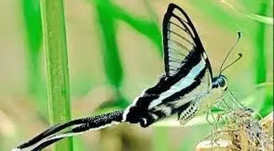 لحظاتی خیره کننده از پرواز پروانه دم اژدهایی+ فیلم / با کمیاب ترین پروانه جهان آشنا شوید