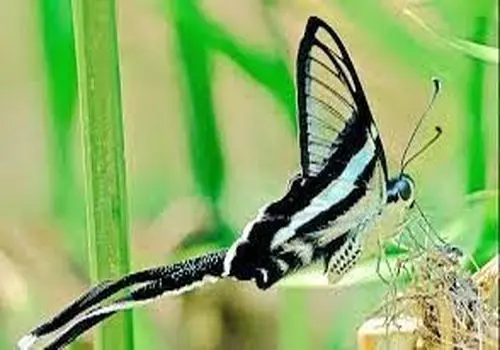 لحظاتی خیره کننده از پرواز پروانه دم اژدهایی+ فیلم / با کمیاب ترین پروانه جهان آشنا شوید