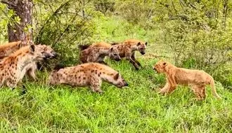 تقابل غیرمنتظره توله کفتار و شیر گرسنه + فیلم