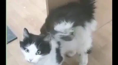 پناه آوردن یک گربه با دو بال به دست‌های امن دامپزشکان کرمانی /ویدیو 