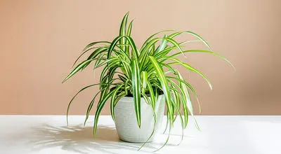 5 دلیل برای داشتن گیاه گندمی