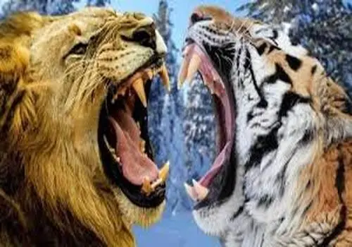 لحظه عجیب سرنگونی این پهپاد توسط ببر آمور + فیلم