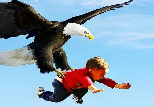 زرنگی عجیب این عقاب در دزدیدن شکار روباه+ فیلم