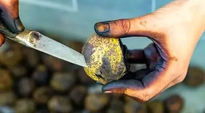 راز پاکسازی لکههای گردو: معجونهای خانگی که دستهای شما را نجات میدهند!