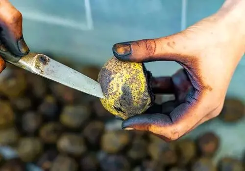 قدرت مغز گردو برای سلامتی را دست‌کم نگیرید
