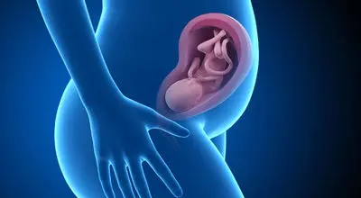 ثبت تصویر میکروسکوپی از جنین انسانی ۹ روزه برای نخستین بار