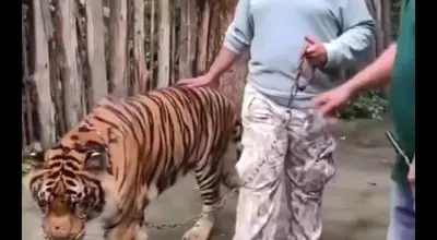 حمله ببر به یک توریست هندی در باغ وحش Tiger Kingdom تایلند /ویدیو 