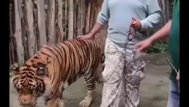 حمله ببر به یک توریست هندی در باغ وحش Tiger Kingdom تایلند /ویدیو 