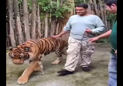 اقدام بی‌رحمانه یک باغ وحش برای قربانی کردن حیوانات!