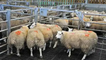 وضعیت تأمین نهاده‌های دامی مشخص شد؛ جزئیات برای دامداران اعلام شد