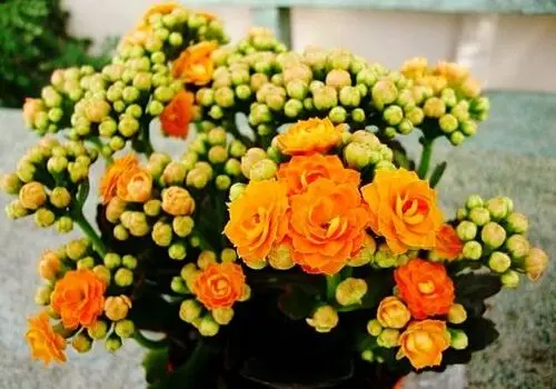 از گیاهان تا حیوانات خانگی: چگونه با عوامل آلرژی‌زا در خانه مبارزه کنیم؟