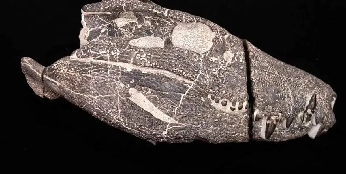 کشف هیولای 70 میلیون ساله از دل سنگ + عکس