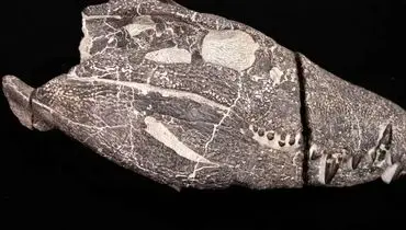 کشف هیولای 70 میلیون ساله از دل سنگ + عکس