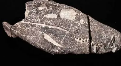 کشف هیولای 70 میلیون ساله از دل سنگ + عکس