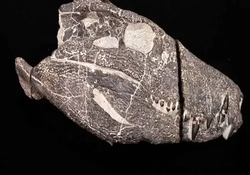 کشف هیولای 70 میلیون ساله از دل سنگ + عکس