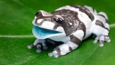 تصاویر بامزه قورباغه شیری آمازون که شبیه  شخصیت های کارتونی است + فیلم
