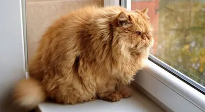 این گربه واقعاً کراوات دارد! + عکس