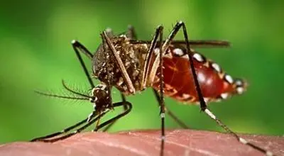 جنوب در تهدید تب دنگی
