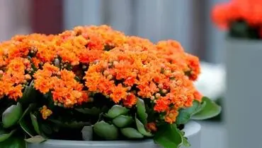 روش صحیح نگهداری و پرورش گل آپارتمانی کالانکوا در منزل