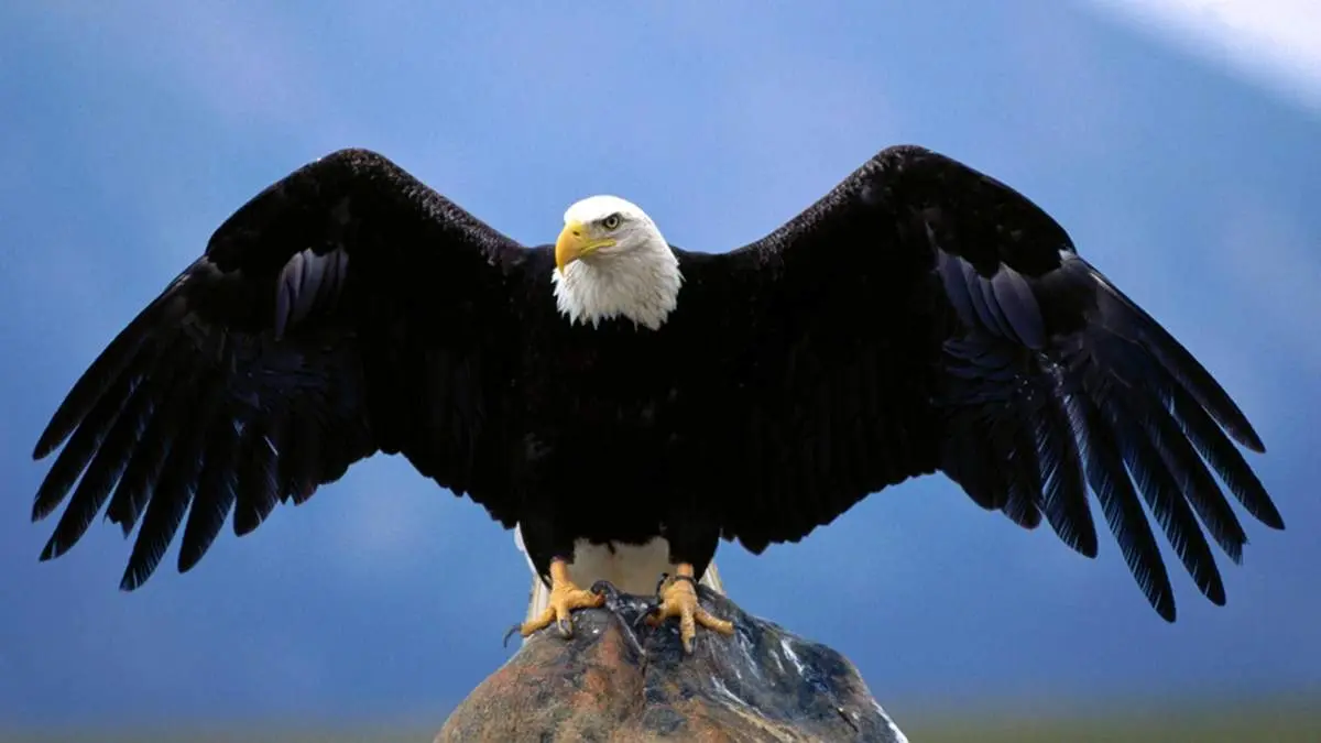 "عقاب سرسفید: نماد قدرت، وفاداری و عشق در طبیعت"+فیلم