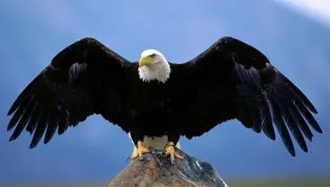 "عقاب سرسفید: نماد قدرت، وفاداری و عشق در طبیعت"+فیلم