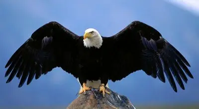 "عقاب سرسفید: نماد قدرت، وفاداری و عشق در طبیعت"+فیلم