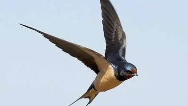 پرنده‌ای شگفت‌انگیز با توان پرواز ۱۰ ماهه بی‌وقفه + عکس