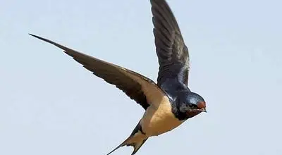 پرنده‌ای شگفت‌انگیز با توان پرواز ۱۰ ماهه بی‌وقفه + عکس