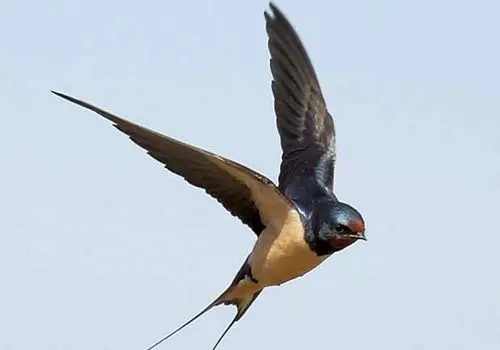 پرنده‌ای شگفت‌انگیز با توان پرواز ۱۰ ماهه بی‌وقفه + عکس