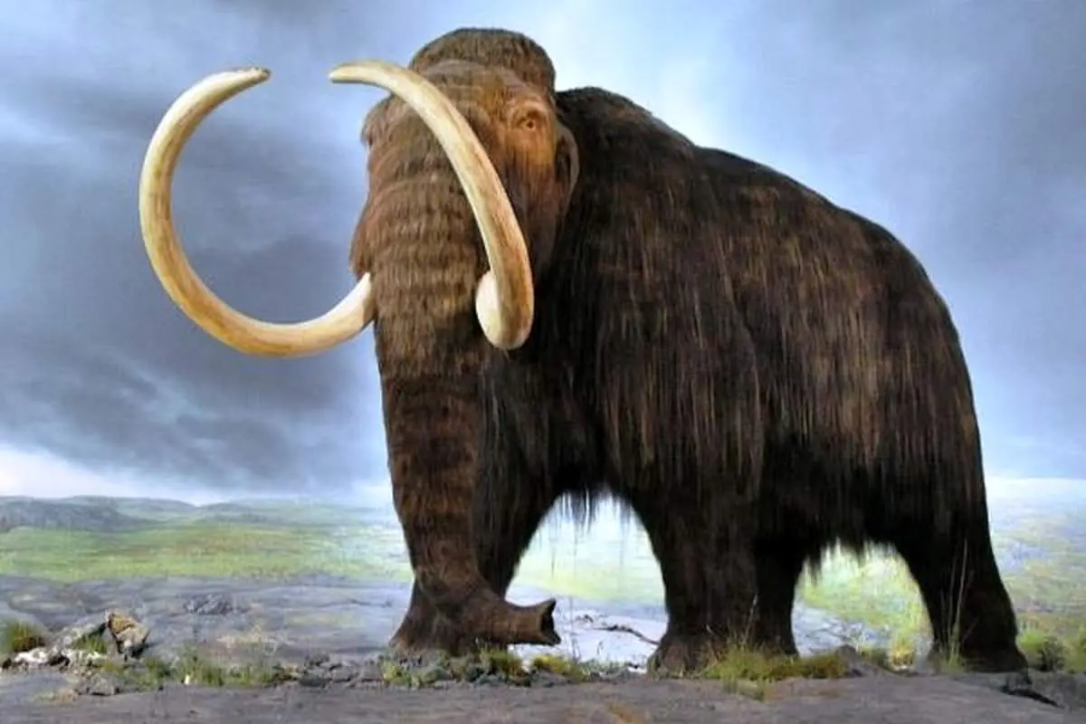 کالبدشکافی «ماموت» 130 هزارسال + عکس
