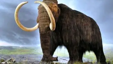 کالبدشکافی «ماموت» 130 هزارسال + عکس
