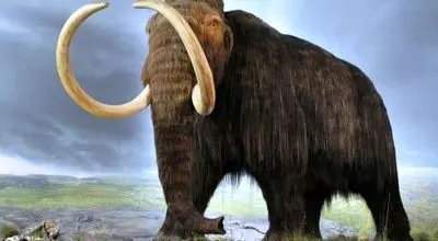 کالبدشکافی «ماموت» 130 هزارسال + عکس
